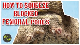 How to Squeeze Blocked Femoral Pores in Bearded Dragons  Cookies Critters  Squeezing Clogged Pores [upl. by Reinnej397]