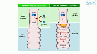 lactase persistence [upl. by Schick986]