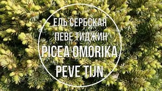 Ель сербская Певе Тиджин Picea omorika Peve Tijn Краткое описание сорта [upl. by Rennie16]