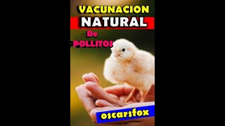 Vacunacion Natural de Pollitos en Casa Oscarsfox como vacunar pollos Shorts [upl. by Daisy]