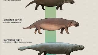 Evolution of Marine Mammals [upl. by Egidio]