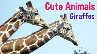 GIRAFFES  Animals For Kids  Giraffe photos with classical music for children by Oxbridge Baby [upl. by Armmat822]