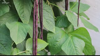 Yard Long Beans A Great Choice for Summer Gardens in the South [upl. by Alma]