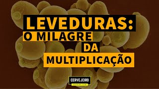 O MILAGRE DA MULTIPLICAÇÃO DAS LEVEDURAS [upl. by Roch538]