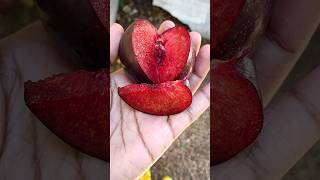 💥🤯 Plums பழம் சாப்பிடலாமா⁉️ Plums fruit  abithaakk plums fruit shortsfeed shortvideo shorts [upl. by Gan]