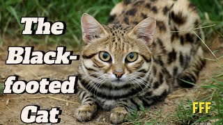 The Blackfooted Cat 🐈 [upl. by Clementine351]