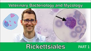 Rickettsiales Part 1  Veterinary Bacteriology and Mycology [upl. by Atteuqal]