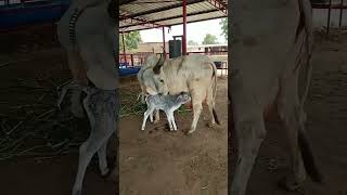 Kankrej cow with calf kankarej kankrej cow guzerá [upl. by Lirret541]