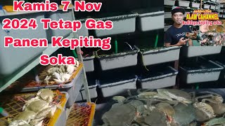 kamis 0 7 Nov 2024 panen kepiting soka vertikal crab [upl. by Niwrehs]