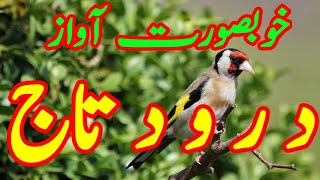 Daily Darood Sharif  Darood e Taj  beautiful Voice Darood Taj  by Imtiaz Ahmad  Ep43 [upl. by Liuka]