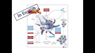 2 Treatment of ACSPart 1 General Lines amp Antithrombotic Therapy English Version [upl. by Ymot]