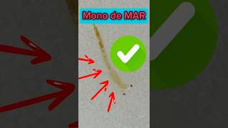 Monos del Mar Pt5 Artemia Bajo Microscopio del 📲 🦑🐡 guppy aquarium snail fish peces pez [upl. by Minabe]