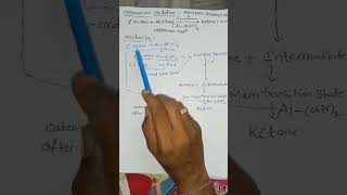 oppenauer oxidation reaction  chemistry pharmacy doctor shorts tillusquare [upl. by Garnette]