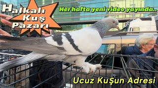 Güzel Kuşlar Var PazardaGözlerden KaçanHALKALI KUŞ PAZARI PART1 [upl. by Hultin]