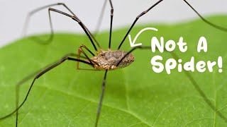 Daddy Long Legs Are Not Spiders Spiders vs Opiliones [upl. by Aisatnaf7]