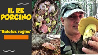 IL RE PORCINO BOLETUS REGIUS sub Eng [upl. by Lanevuj142]