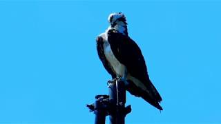 Nikon coolpix b500 zoom video  Mississippi Wildlife [upl. by Etz]