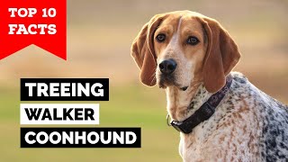 Treeing Walker Coonhound  Top 10 Facts [upl. by Hehre]