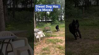 German Shepherd Recall and Retrieval Training dog germanshepherd youtubeshorts [upl. by Accebber]