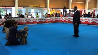 JÓVENES HEMBRAS GALGO AFGANO  Parte1   EXPO INTERNACIONAL CANINA DE OTOÑO TALAVERA 2015 [upl. by Kennie500]