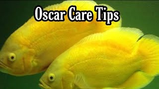 Oscar fish care amp Maintenance tips [upl. by Nivra]