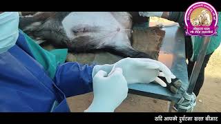 Tube cystostomy operation done in gokuldham गोकुलधाम में कटड़े का पथरी का ऑपरेशन किया गया [upl. by Akiraa]