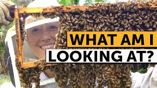 HOW TO READ A FRAME Inside a Beehive  Beekeeping Made Simple [upl. by Naot165]