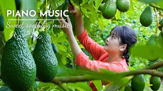 AMAZING HARVESTING in PIANO MUSIC 🎹 Fruit Harvesting on Vietnamese Farm  Rural Life [upl. by Ecnarretal]