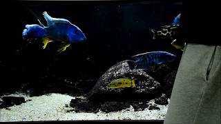 Predators malawi tank 1000l  FEEDING TIME [upl. by Ajay995]