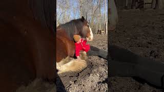 Woman Cuddles Up with Clydesdale Horse  1496270 [upl. by Murphy]