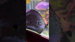 viralvideo fish ray food motivation nature fishfeed fishcatching love trending aquarium [upl. by Immij]