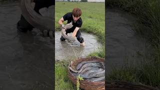 Fish Farming in Rice Fields 😯 [upl. by Aylsworth333]