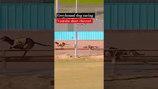 Greyhound dog racing youtube short channel [upl. by Calendre948]