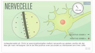 Membranpotensialet [upl. by Alasteir]