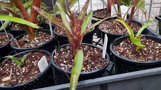 Billbergia hybridization and growing video [upl. by Cerallua]