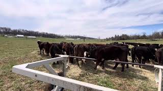 Winter windrows mob grazing calving season gregjudybaleunroller [upl. by Odanref]