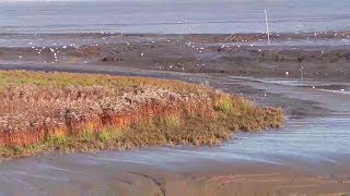 Das Wattenmeer in Varel bei Ebbe in der Nähe von Wilhelmshaven [upl. by Pfeifer]