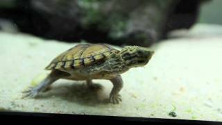 Stripeneck Musk Turtle  Pt 2 [upl. by Wendelina]