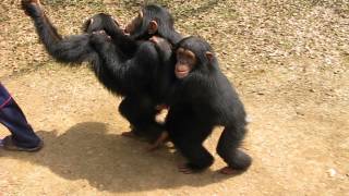 Chimp Conga Line [upl. by Armanda]