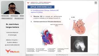 Desarrollo del sistema cardiaco  Septum interventricular [upl. by Alexandra792]