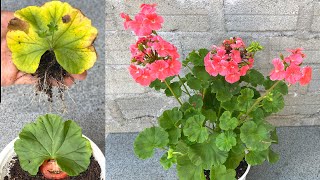 Try growing Pelargonium hortorum with leaves [upl. by Ortrude]