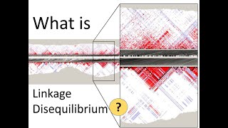 What is Linkage Disequilibrium  Genomics [upl. by Ignatz]