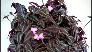 Tradescantia zebrina in bloom [upl. by Betthezul]