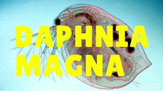 daphnia magna [upl. by Grizelda509]