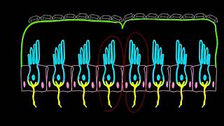 Utricle and saccule Physiology Balance [upl. by Fairbanks]