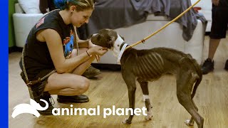 Most Emaciated Dog Tia Has Seen Makes Joyful Recovery  Pit Bulls amp Parolees [upl. by Madeleine971]