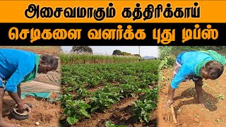 அசைவமாகும் கத்திரிக்கா  செடிகளை வளர்க்க புது டிப்ஸ்  Brinjal Growing Tips  Eggplants  Brinjal [upl. by Natsyrt175]