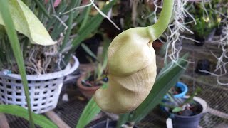 wowKuncup Bunga Anggrek Knop Coryanthes macrantha mirip Bunga Turi  Sesbania grandiflora [upl. by Bette35]