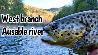 Ausable River West Branch Brown trout [upl. by Georgena]