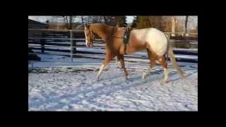 Goldie Lunging With Harness [upl. by Sorcha]